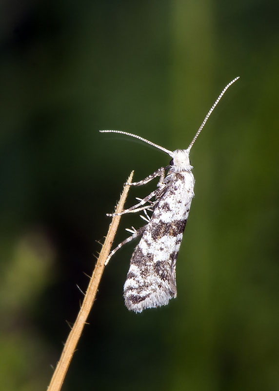 Scythropia crataegella? S